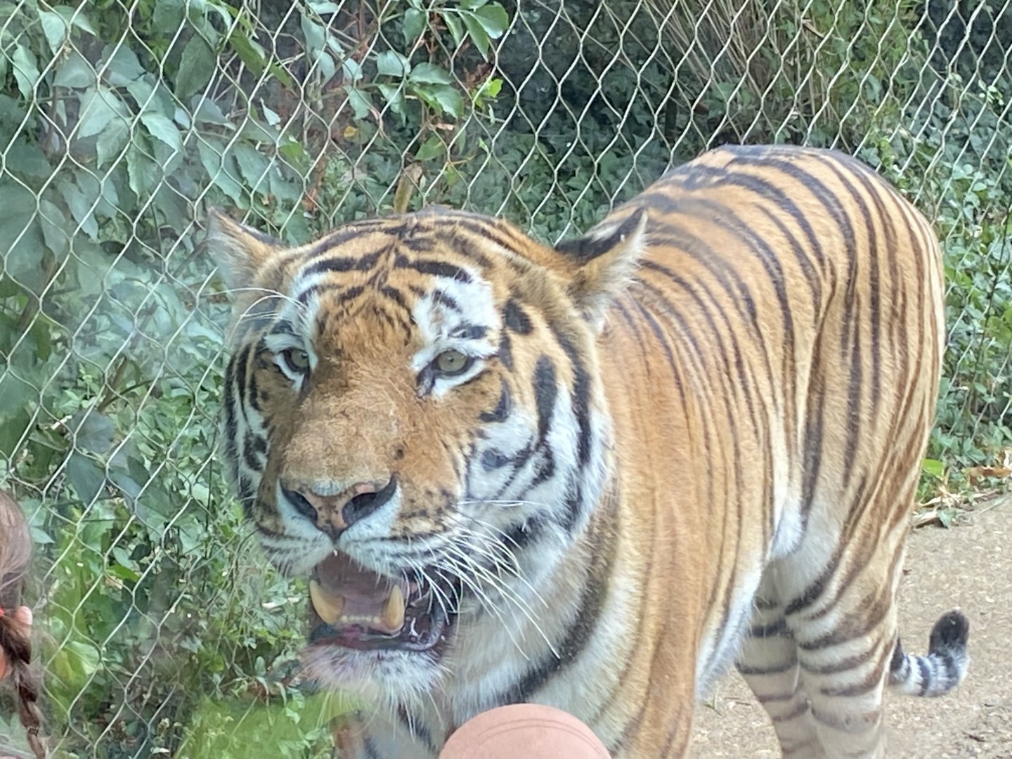 Siberian tiger 150725