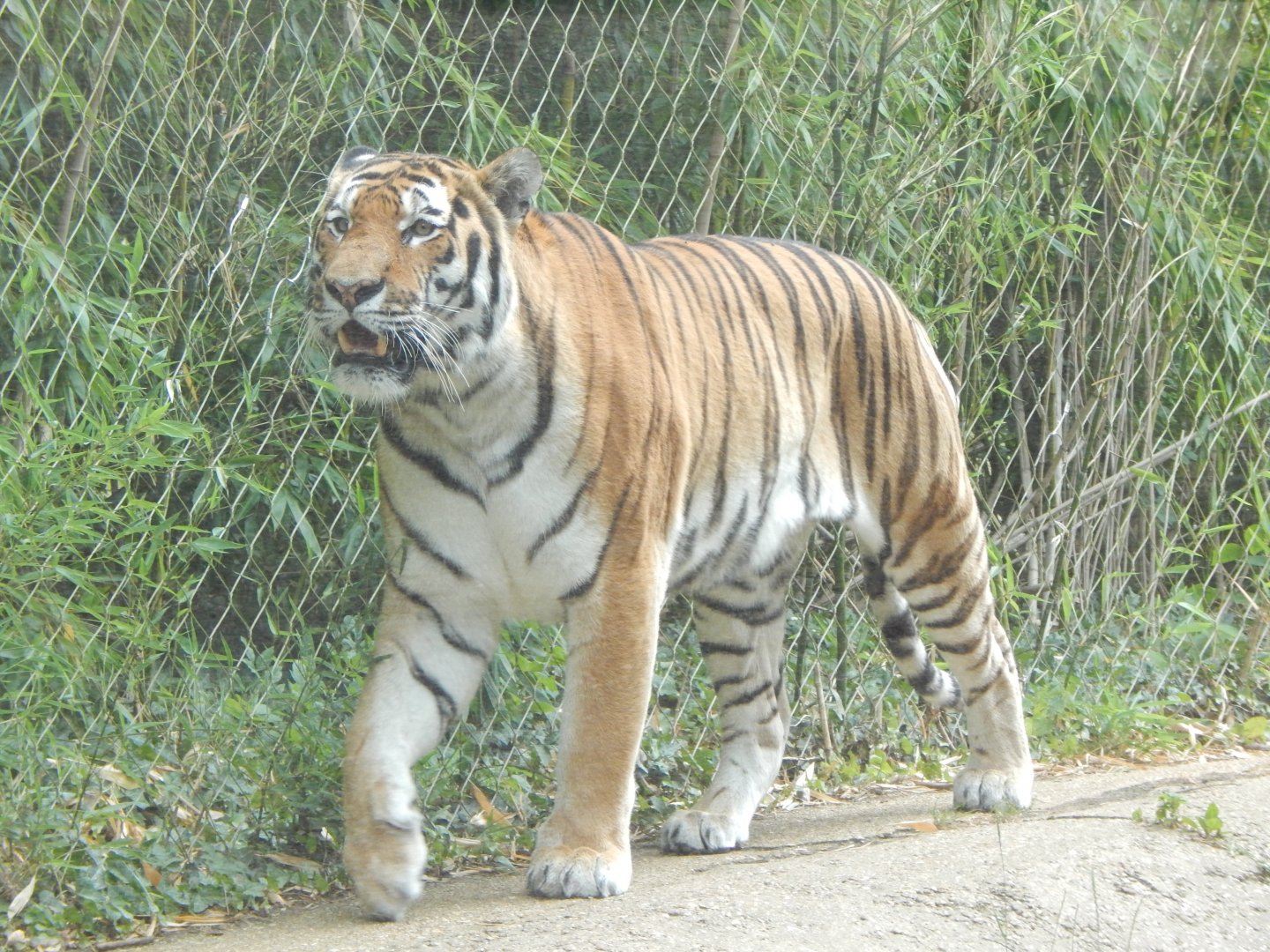 Siberian tiger 150725
