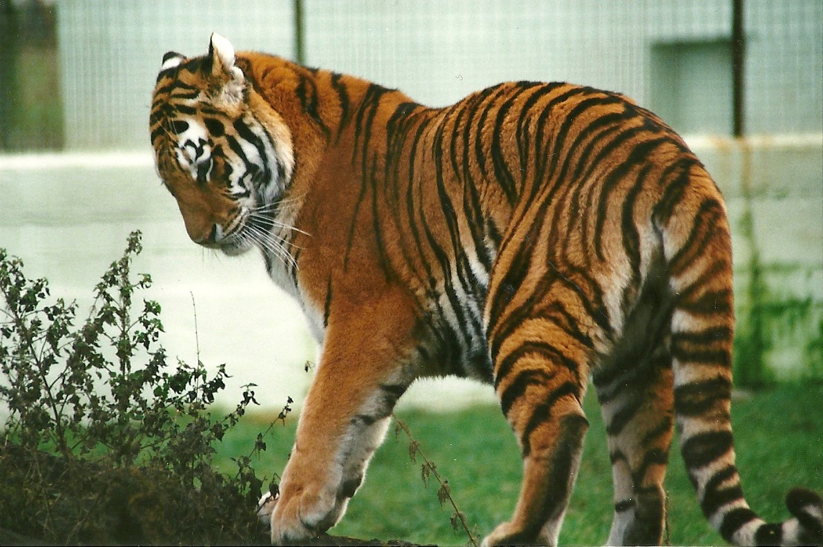Siberian Tiger 15th January 2000