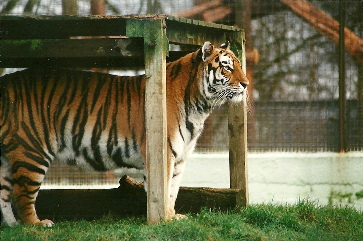 Siberian Tiger 15th January 2000