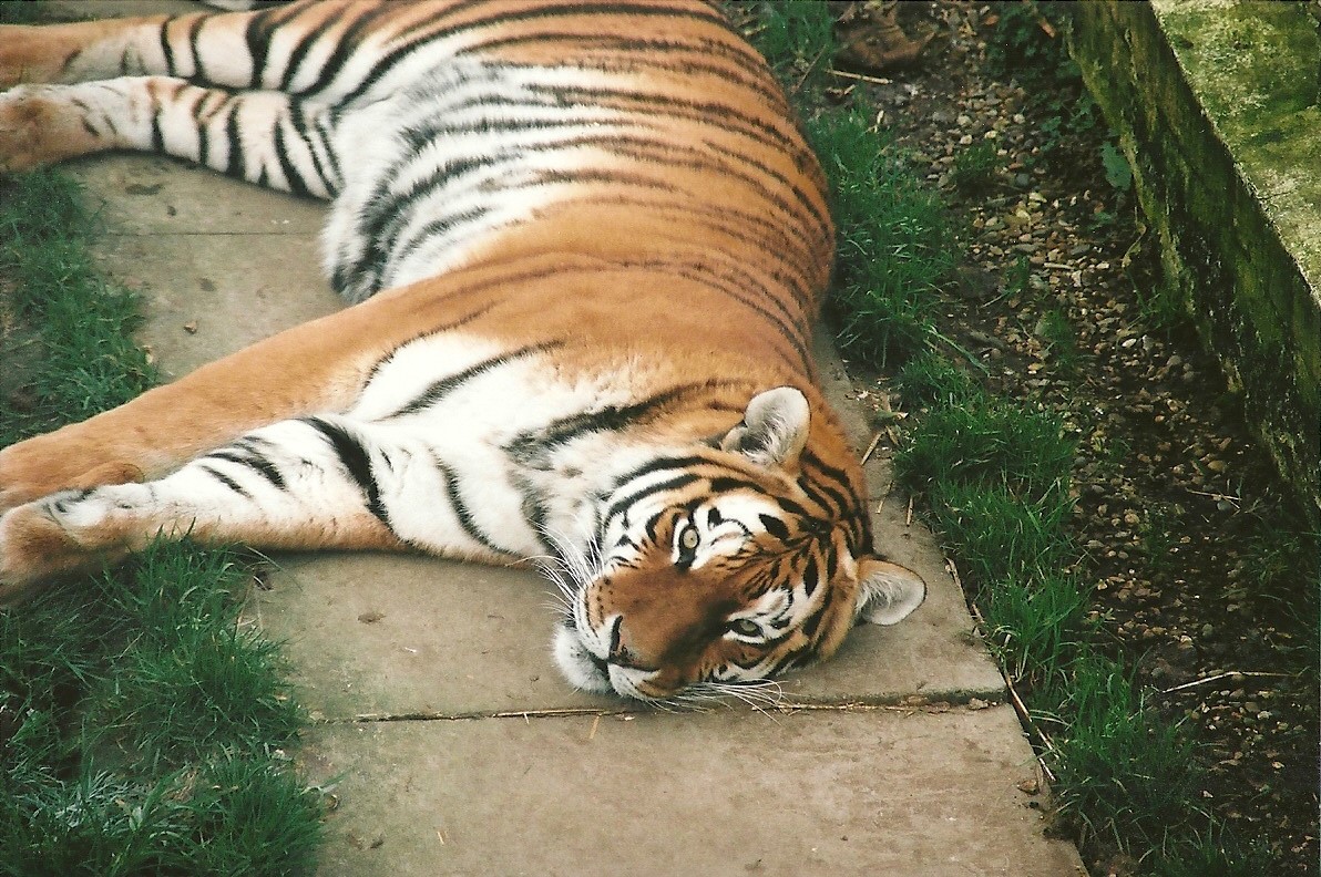 Siberian Tiger, 16th December 2000