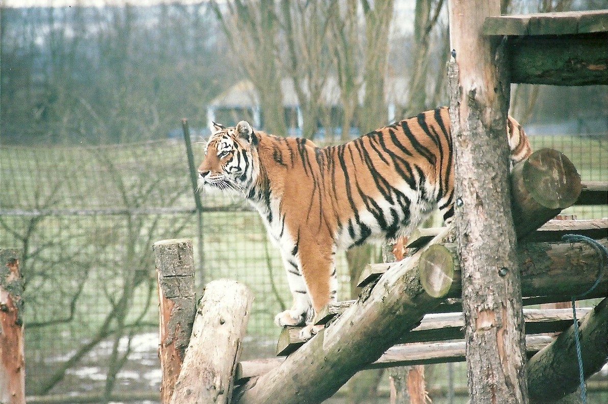 Siberian Tiger, 16th December 2000