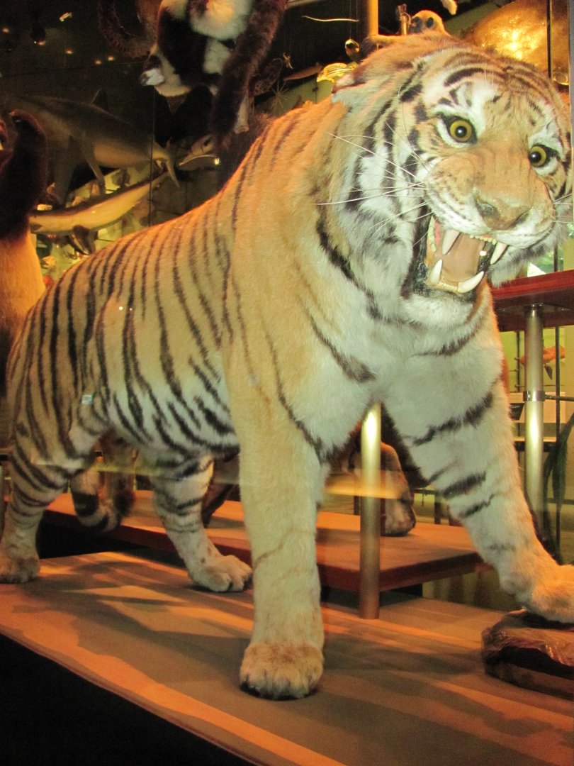 Siberian Tiger 2 Closeup