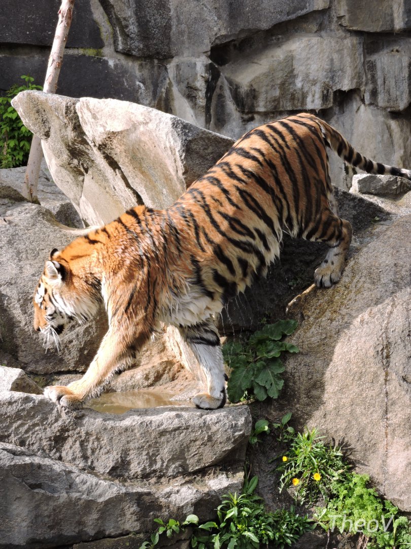 Siberian tiger [2017]