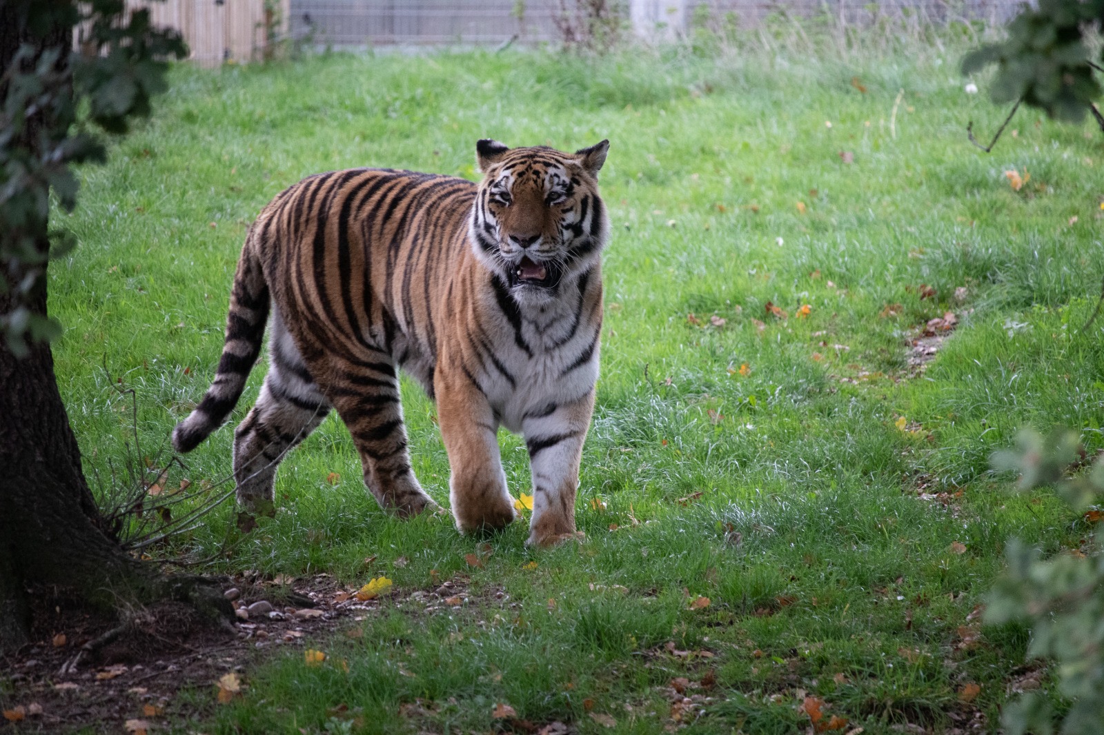 Siberian Tiger 25/7/22