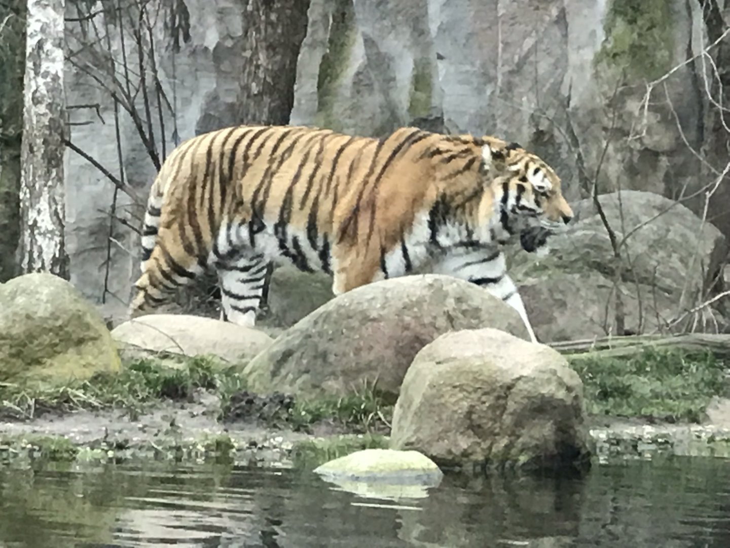 Siberian tiger 280118