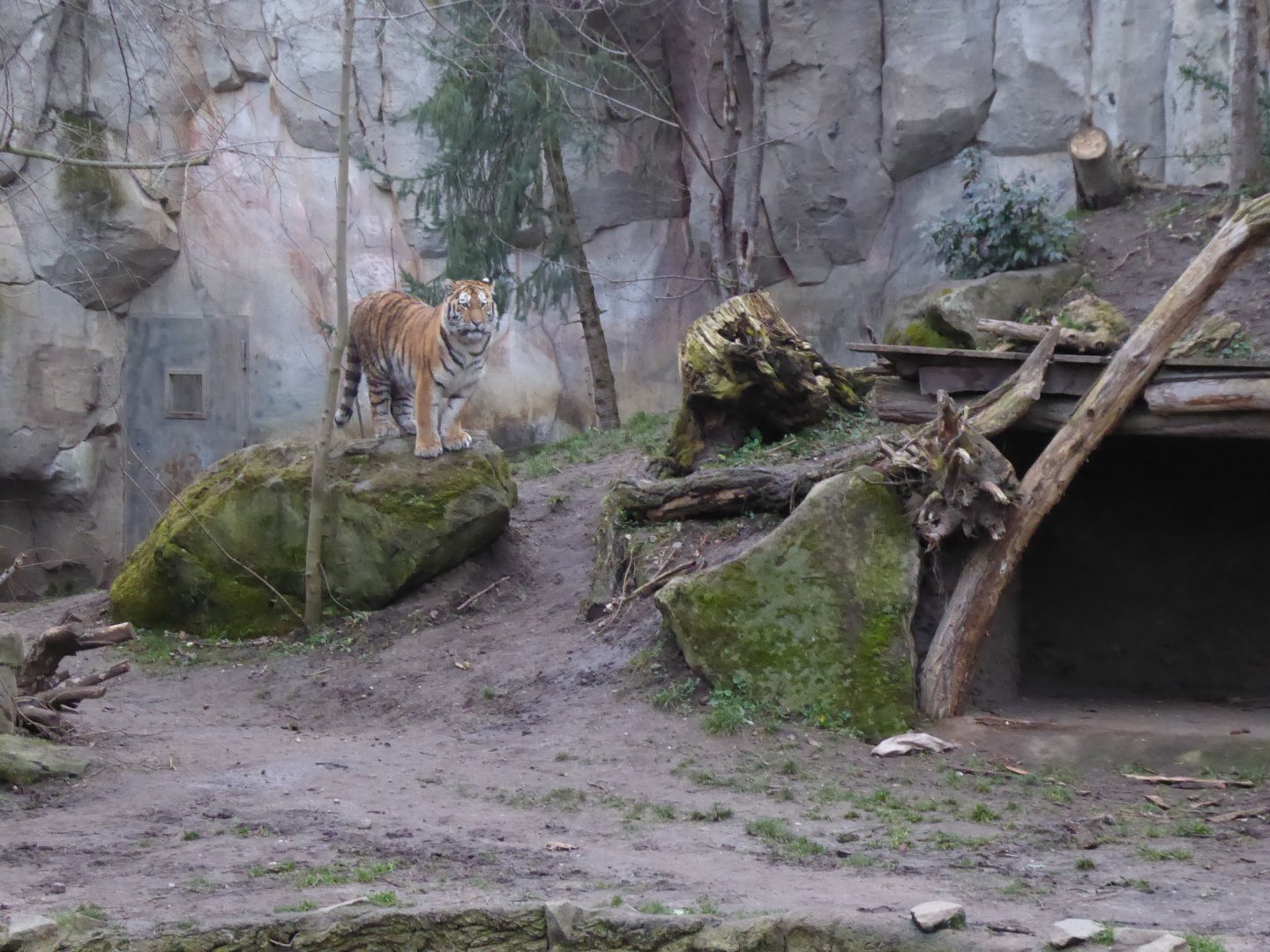 Siberian tiger 280118