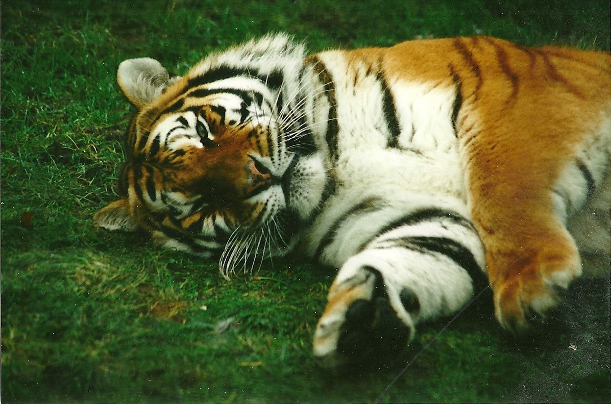 Siberian Tiger 30th December 1999