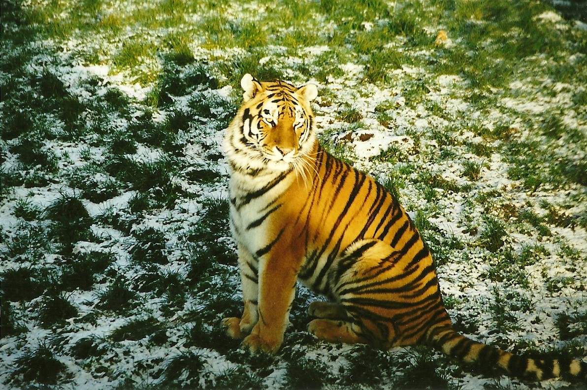 Siberian Tiger 5th December 1998