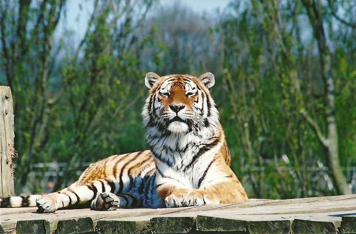 Siberian Tiger 5th May 2006