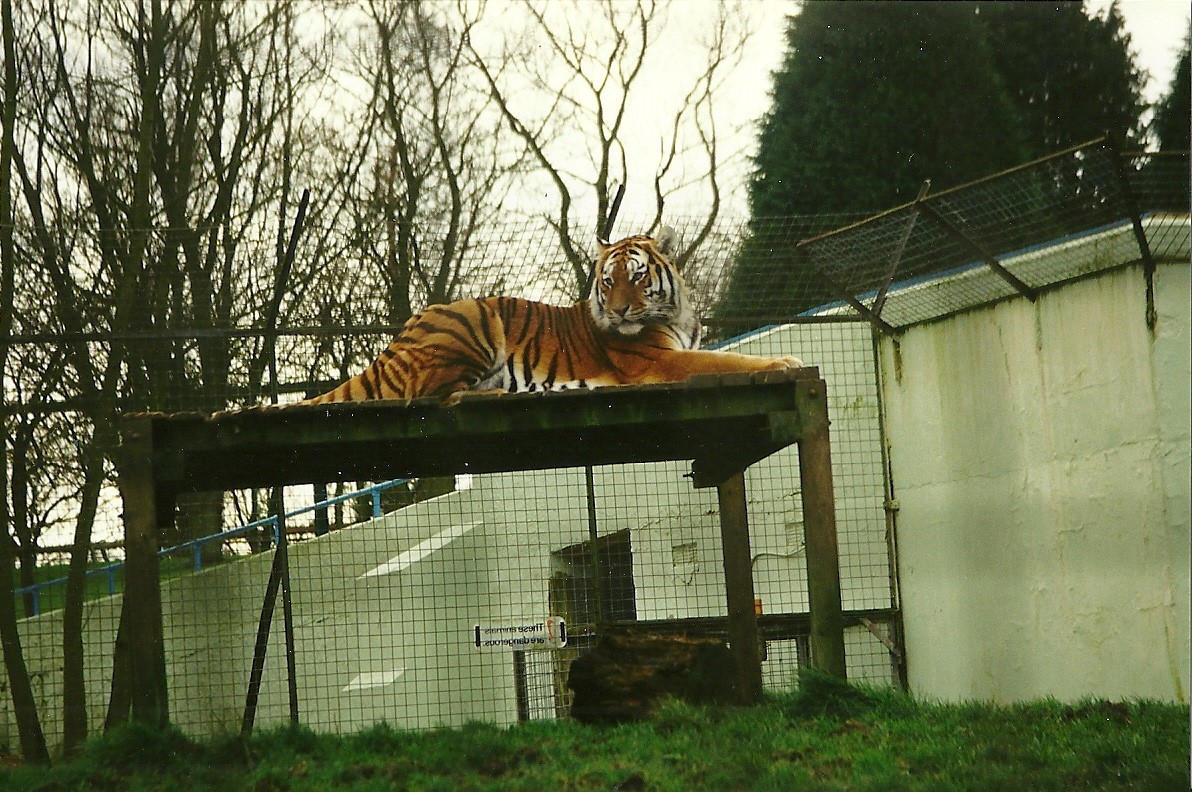 Siberian Tiger 6th February 1999