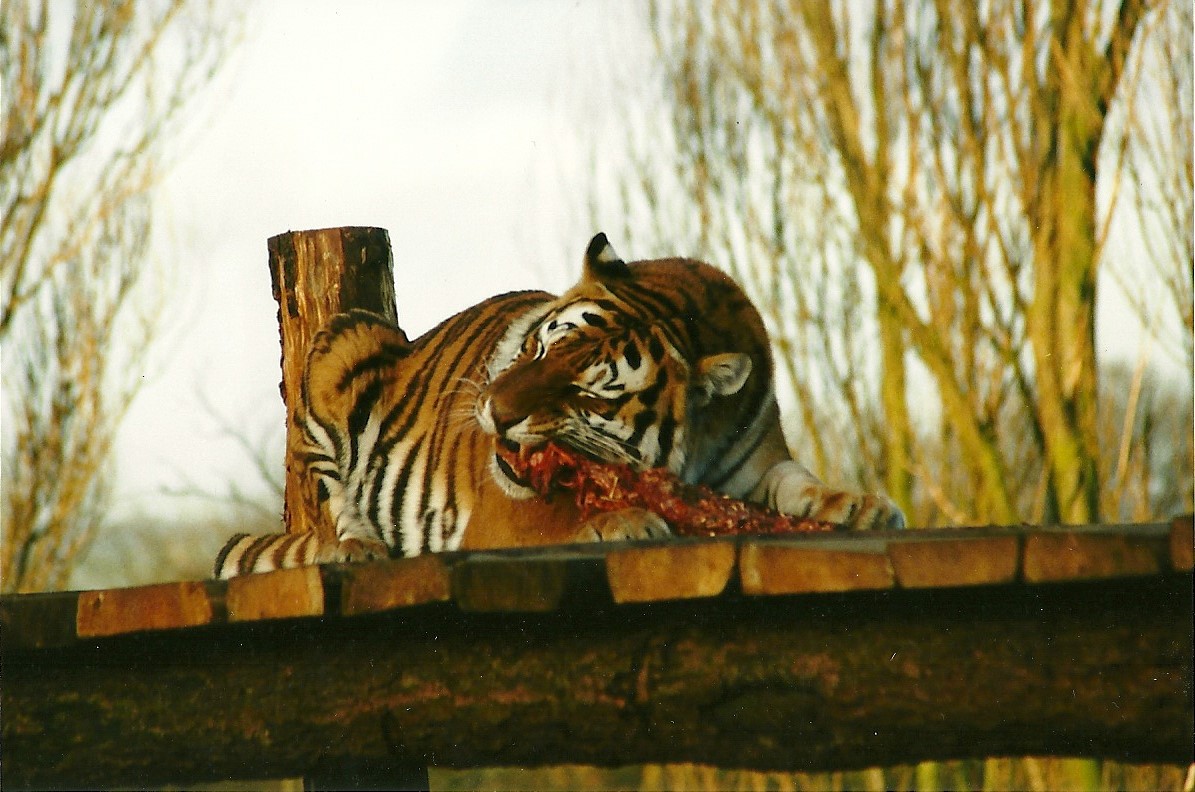 Siberian Tiger 8th January 2000