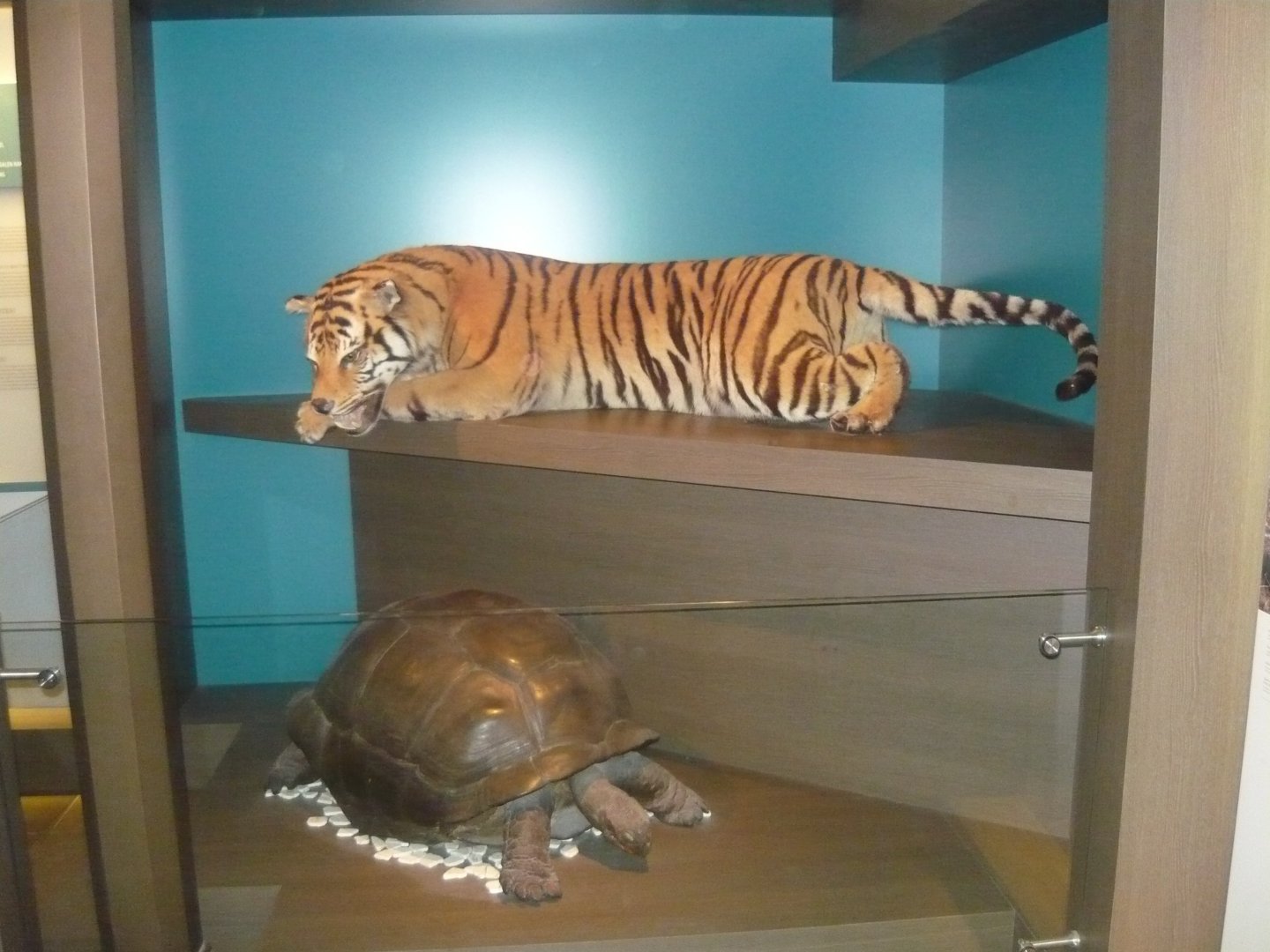 Siberian tiger and Aldabra tortoise