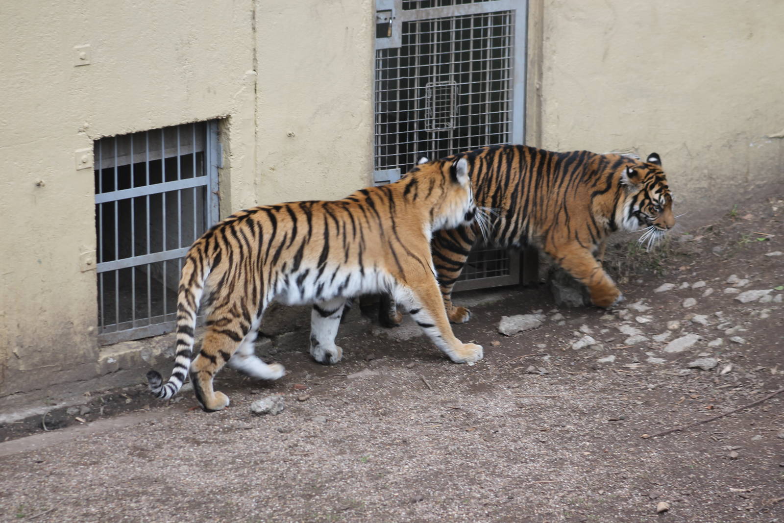 Siberian Tiger and Sumatran Tiger Dudley Zoo 2012