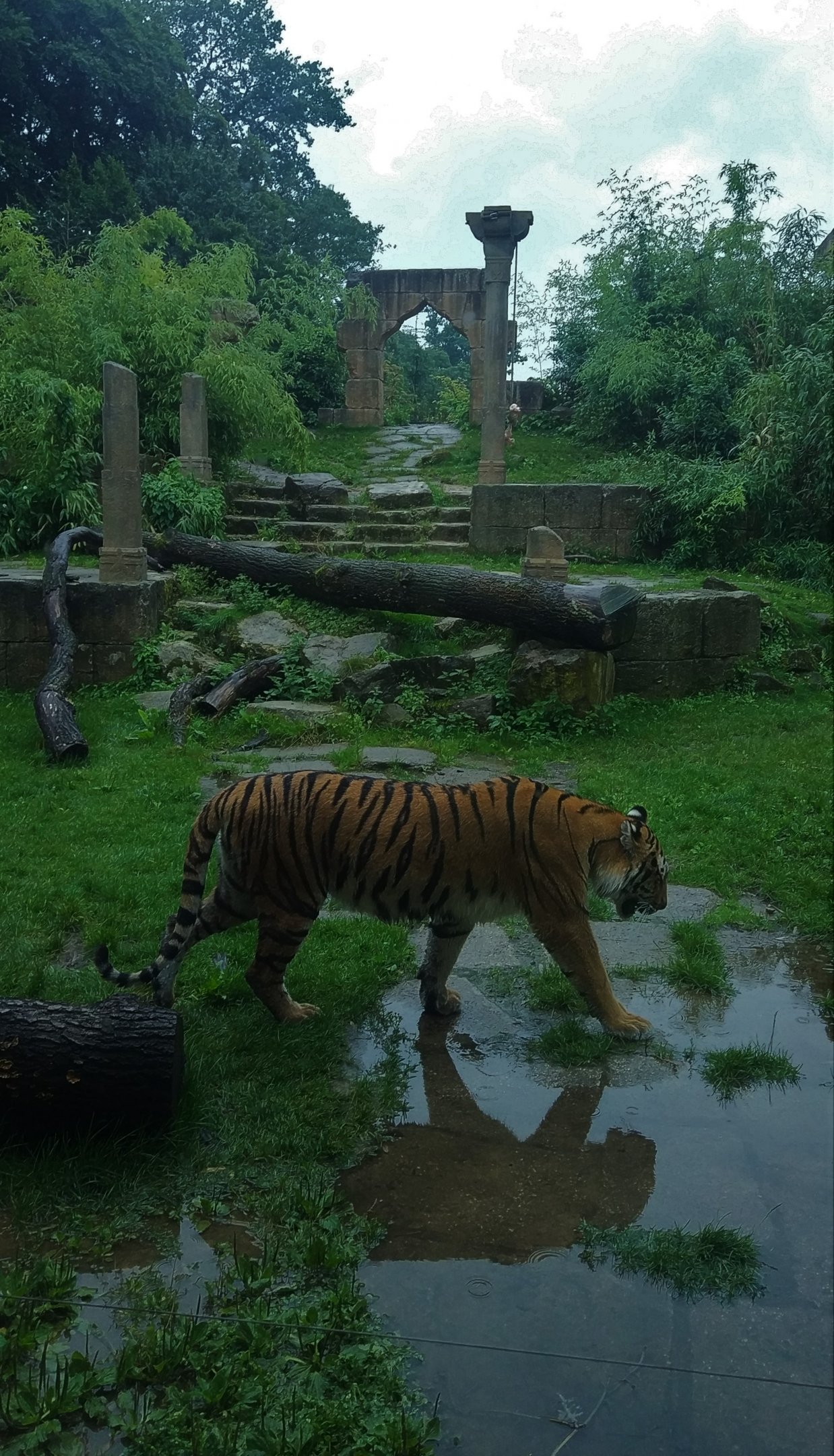 Siberian Tiger- Asia