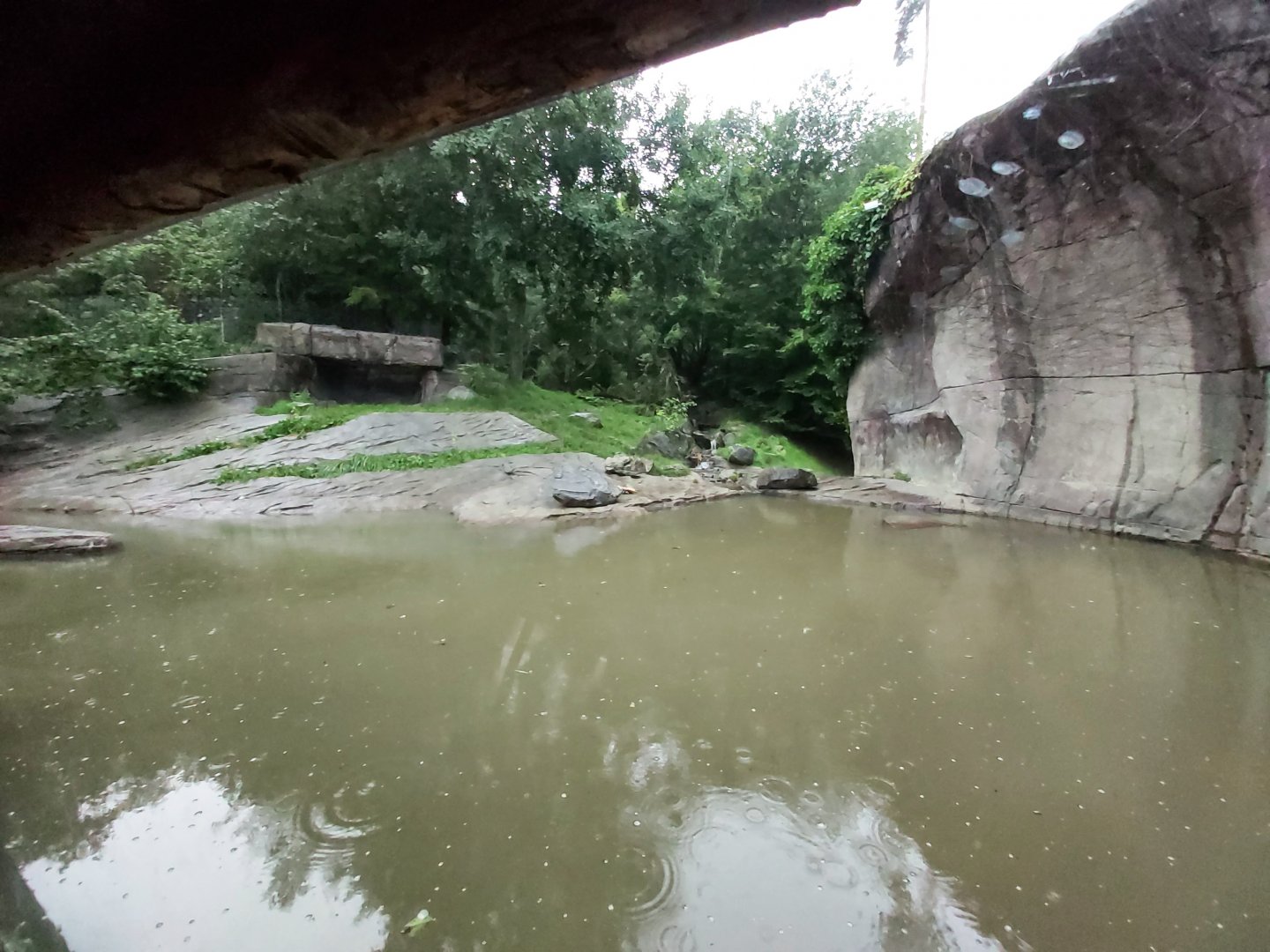 Siberian tiger bigger enclosure
