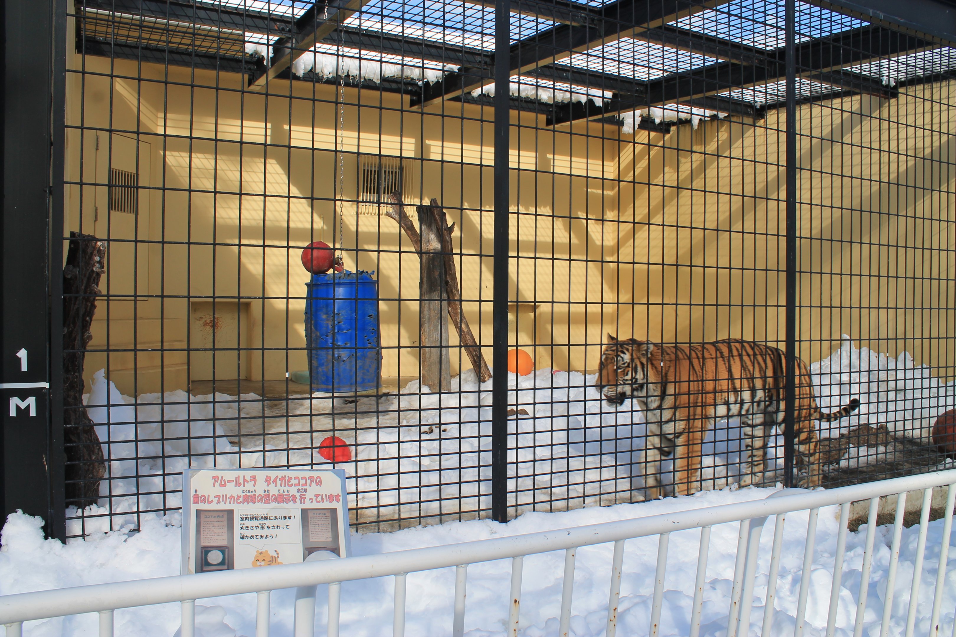 Siberian Tiger cage, Kushiro Zoo