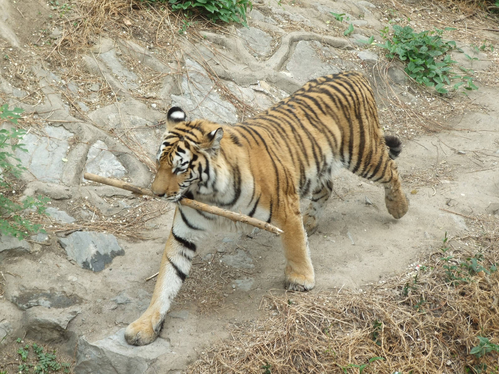 Siberian tiger carrying a stick