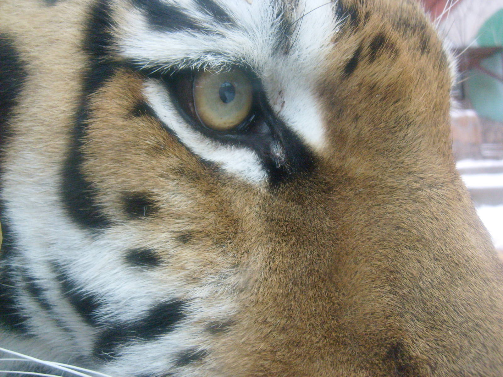Siberian tiger closeup