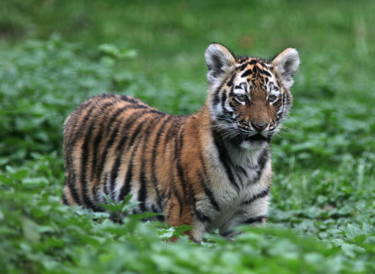 siberian tiger cub