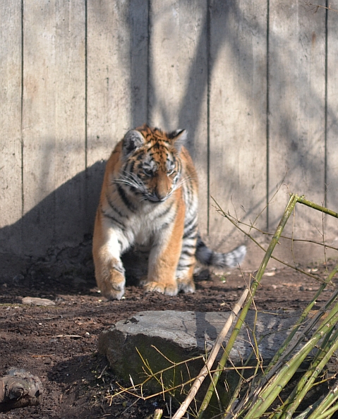 Siberian tiger cub