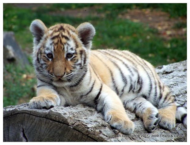 Siberian Tiger Cub