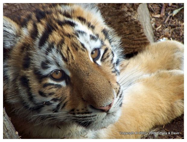 Siberian Tiger Cub