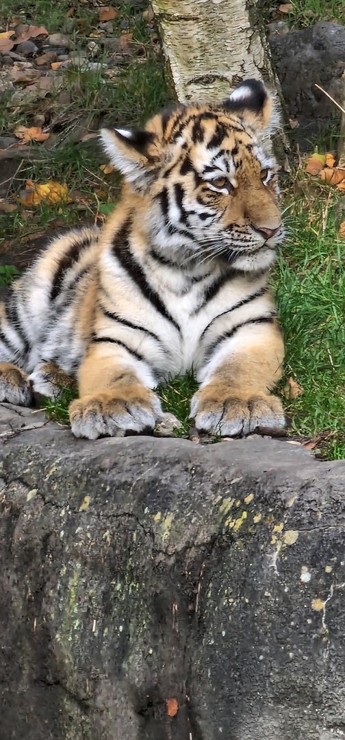 Siberian tiger cub