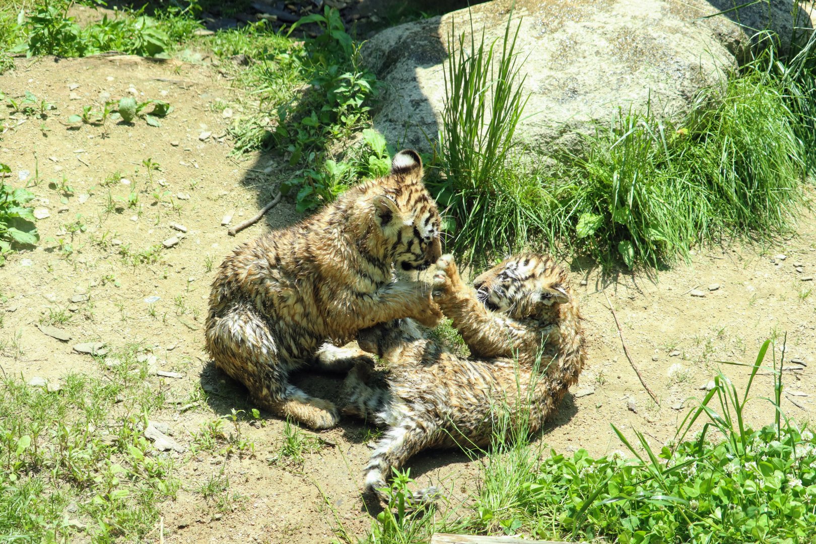 Siberian Tiger cubs playing