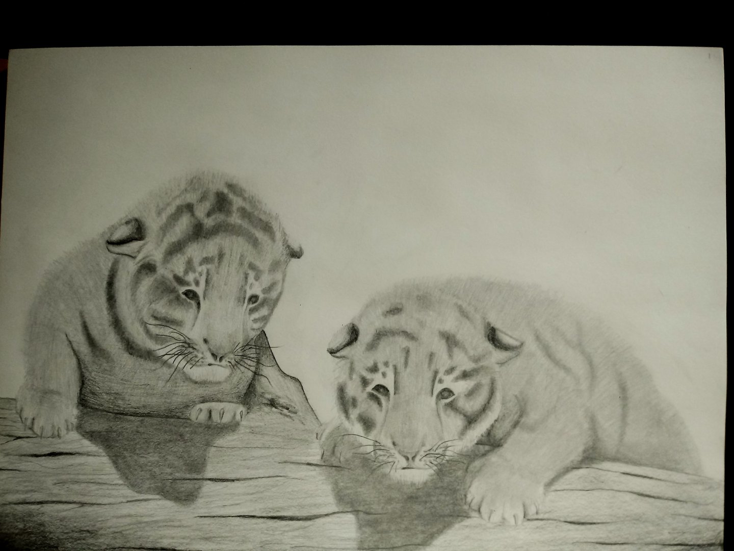 Siberian tiger cubs