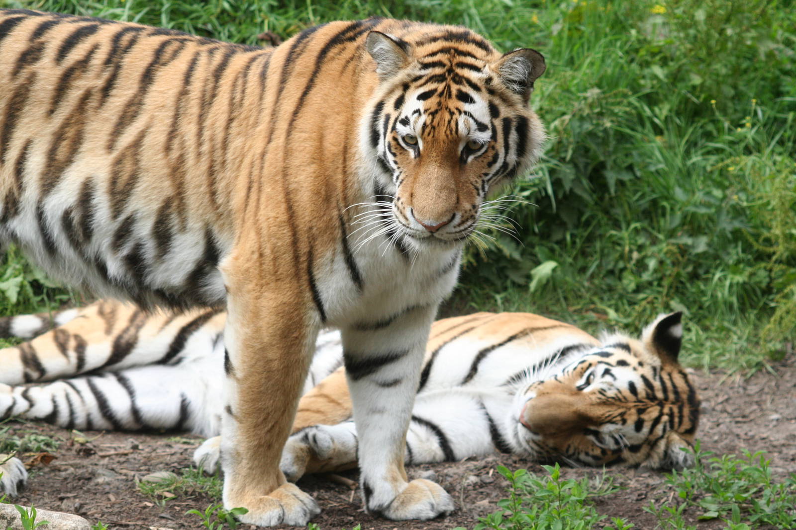 Siberian tiger - Dublin zoo 2007