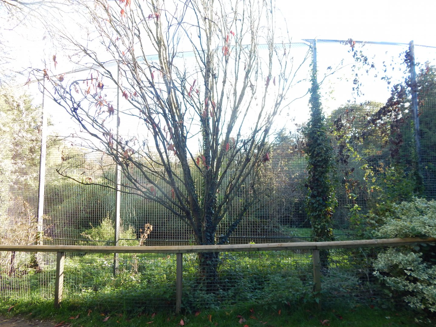 Siberian tiger enclosure 011125