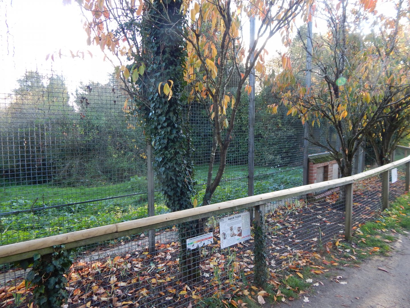 Siberian tiger enclosure 011125