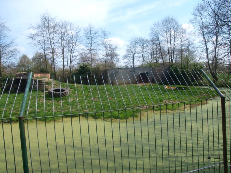 Siberian tiger enclosure (April 19th, 2015)