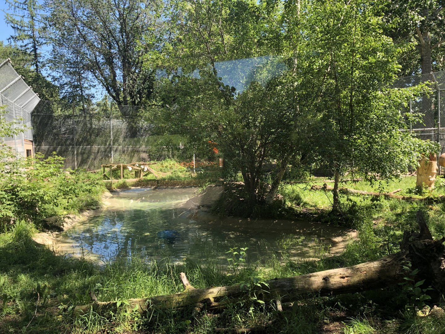 Siberian Tiger Enclosure at Edmonton Valley Zoo (July 2022)