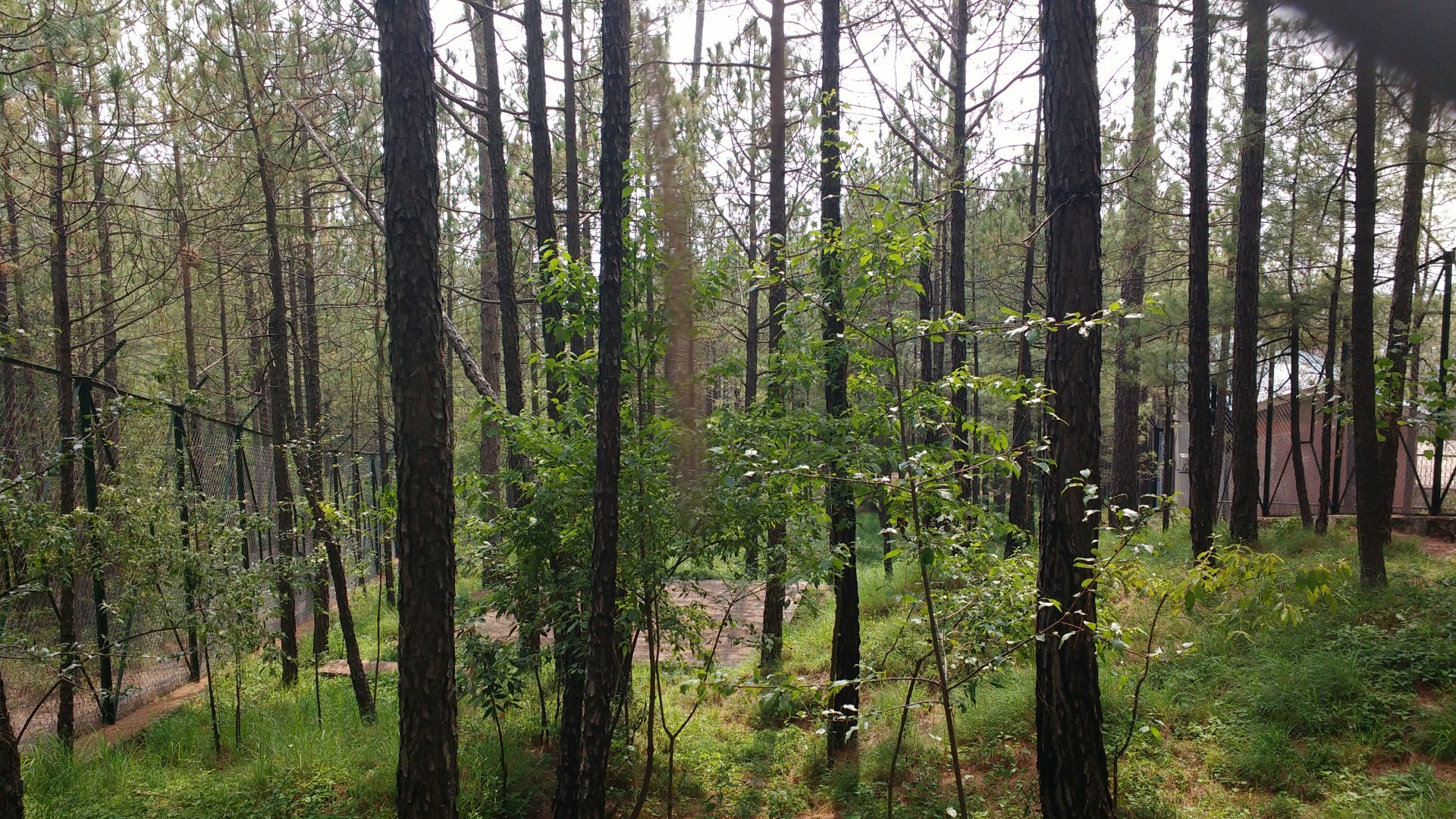 Siberian tiger enclosure - Bansra Gali Wildlife Park 10/7/2018