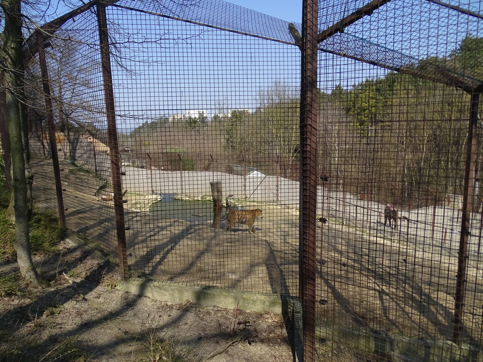 Siberian tiger enclosure from above
