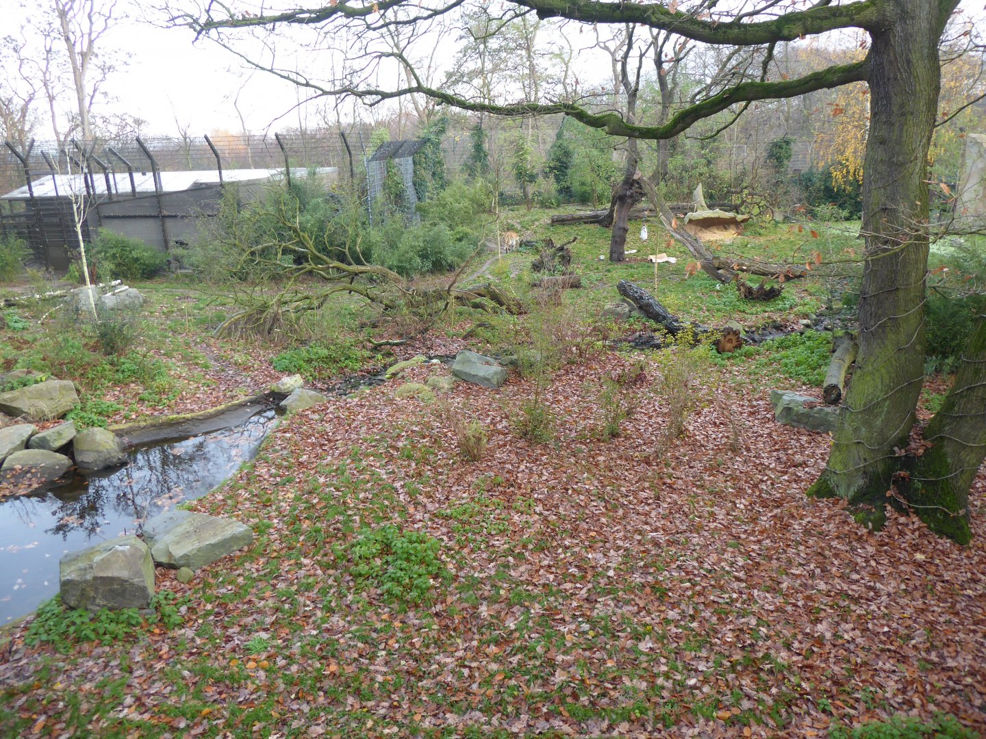 Siberian tiger enclosure from upper viewing level 011219