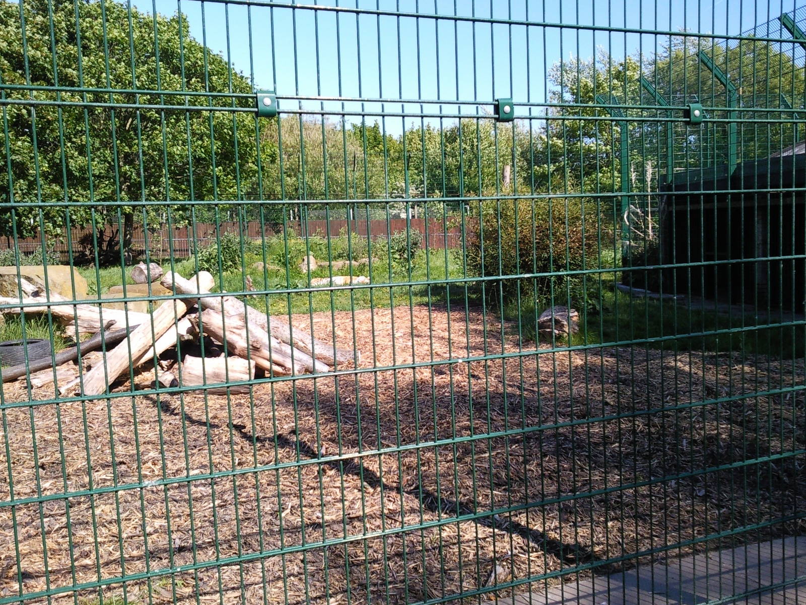siberian tiger enclosure with zambar asleep