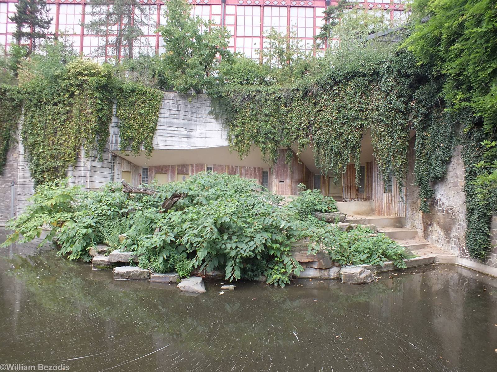 Siberian Tiger Enclosure