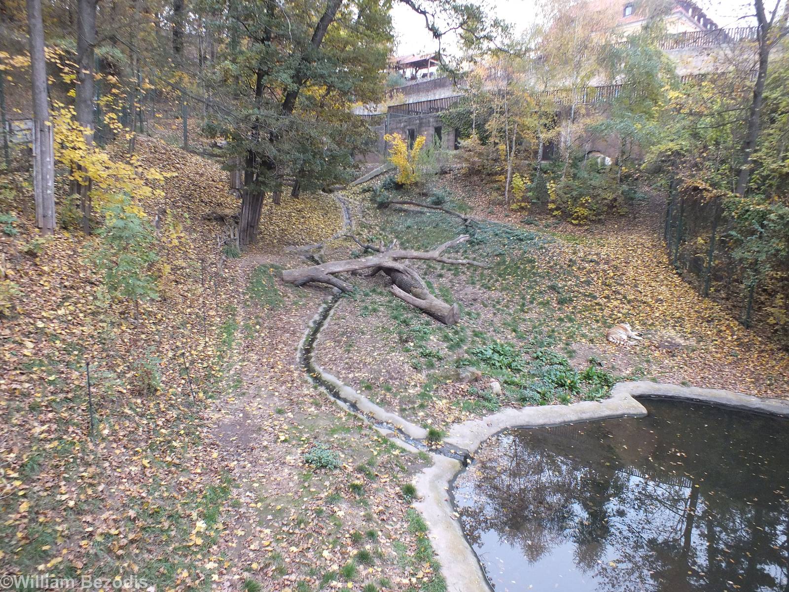 Siberian Tiger Enclosure