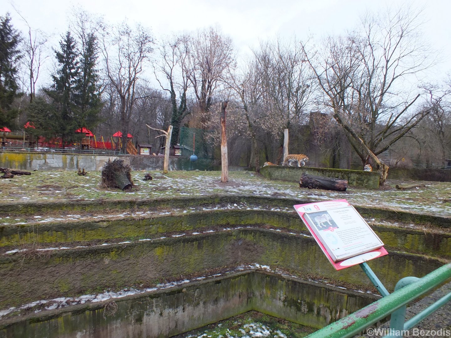 Siberian Tiger Enclosure