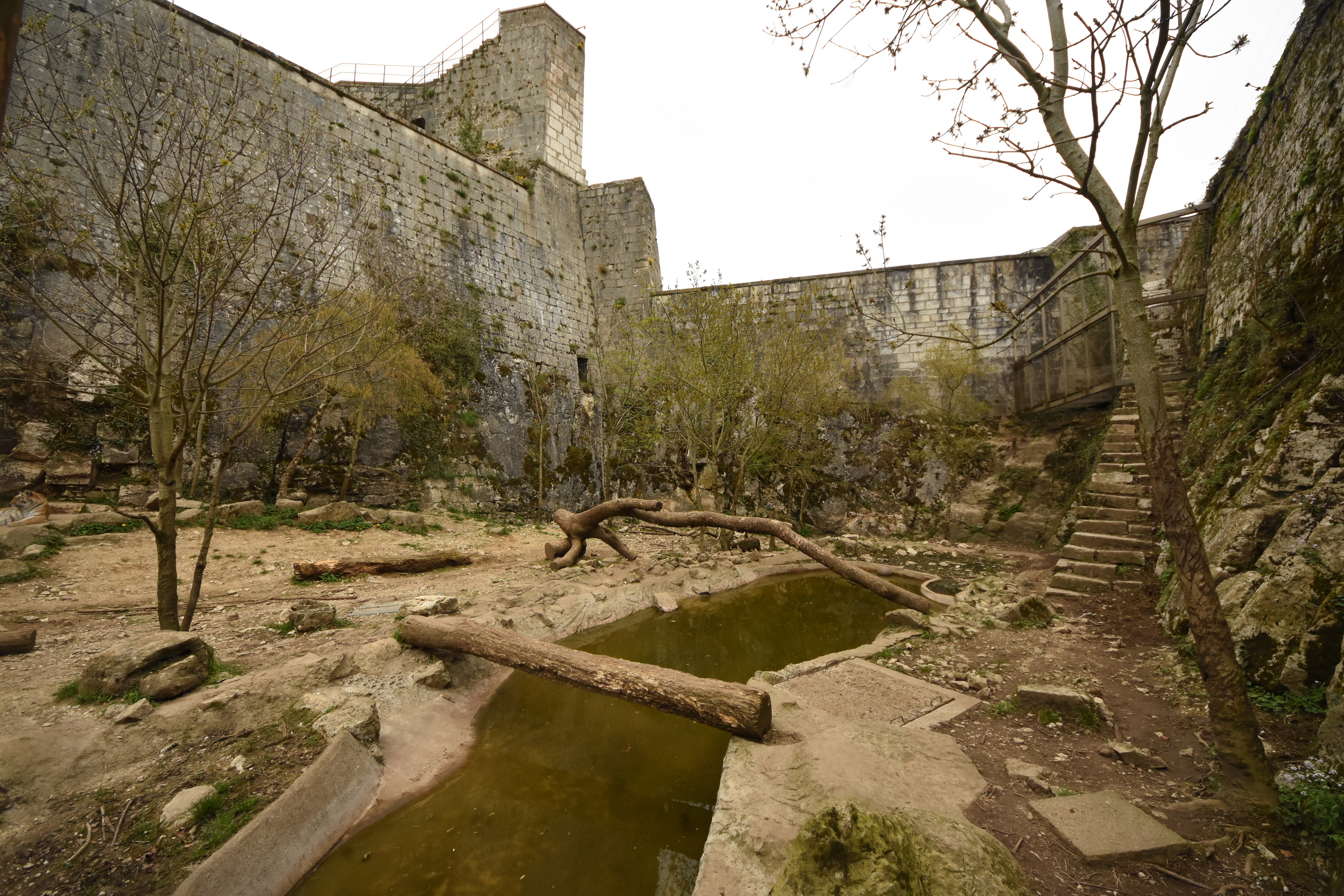 Siberian tiger enclosure