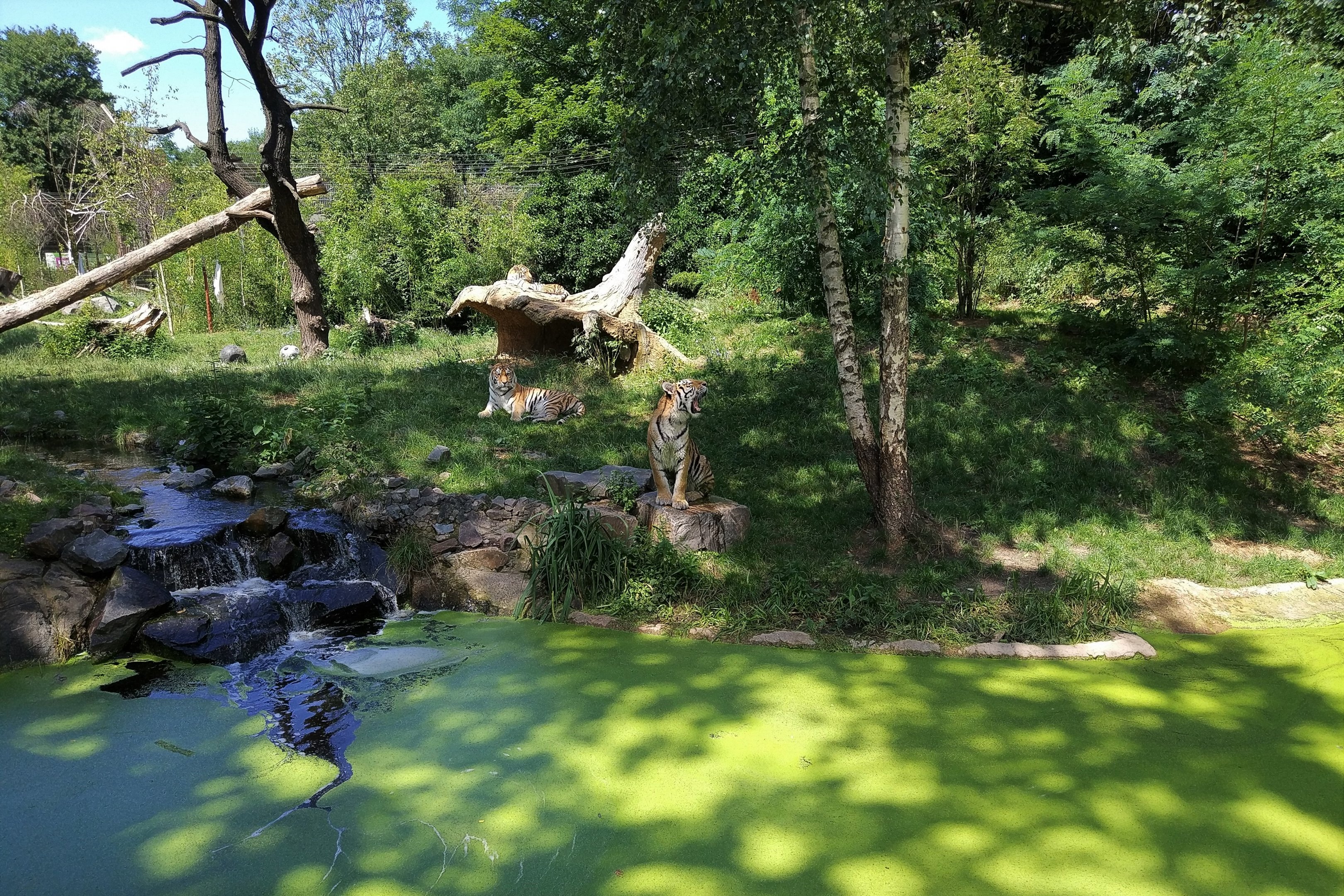 Siberian Tiger Enclosure