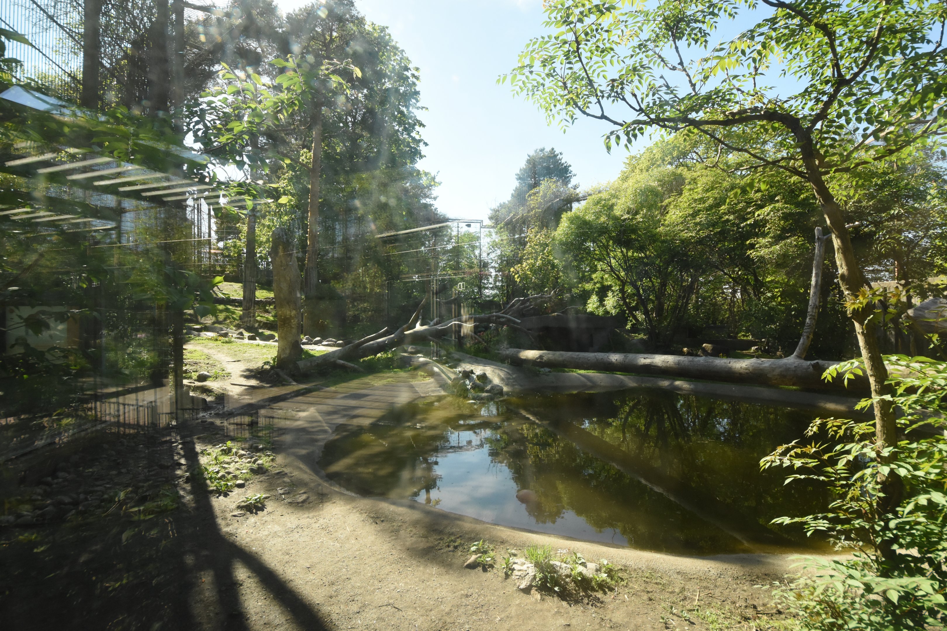 Siberian tiger enclosure