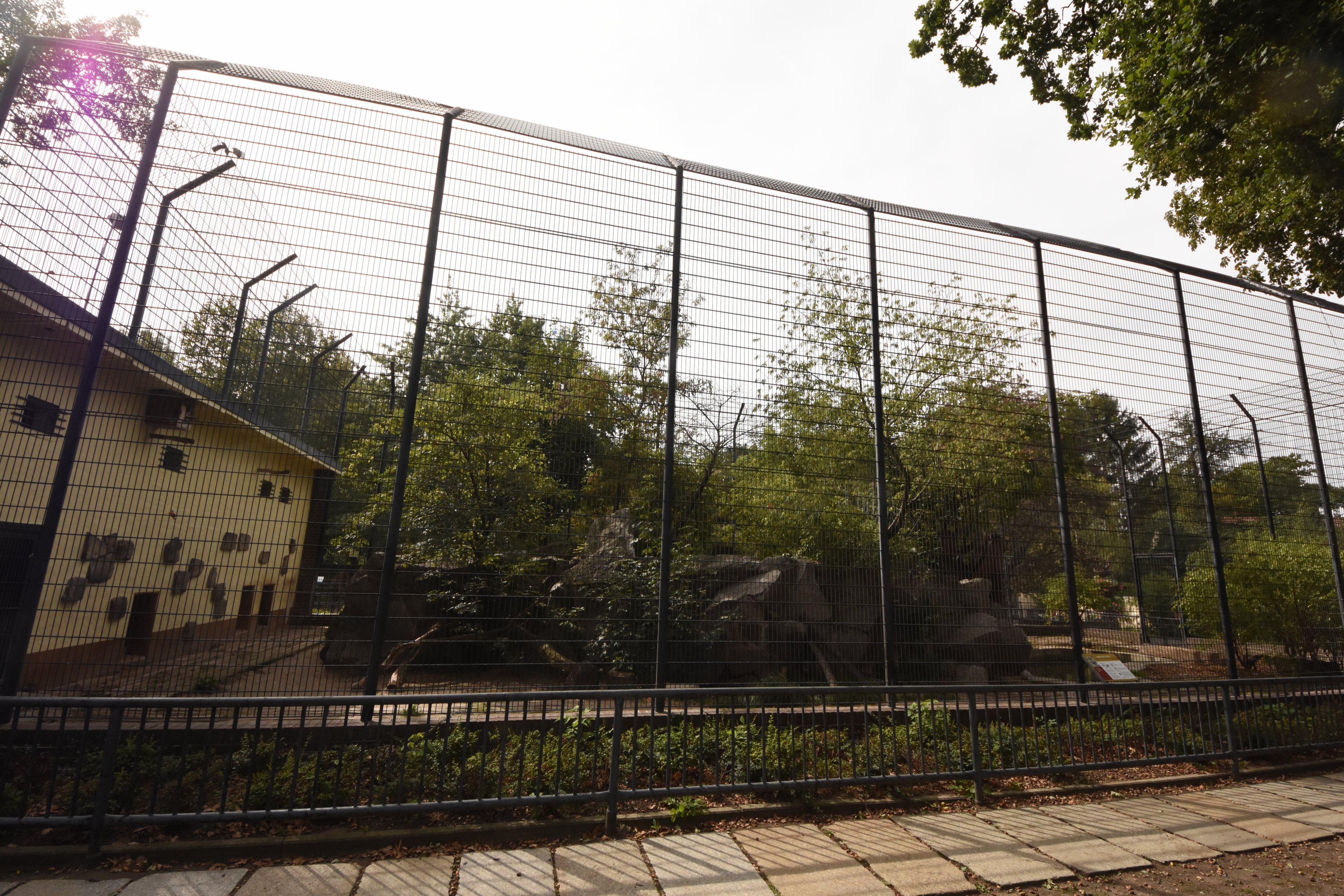 Siberian tiger enclosure