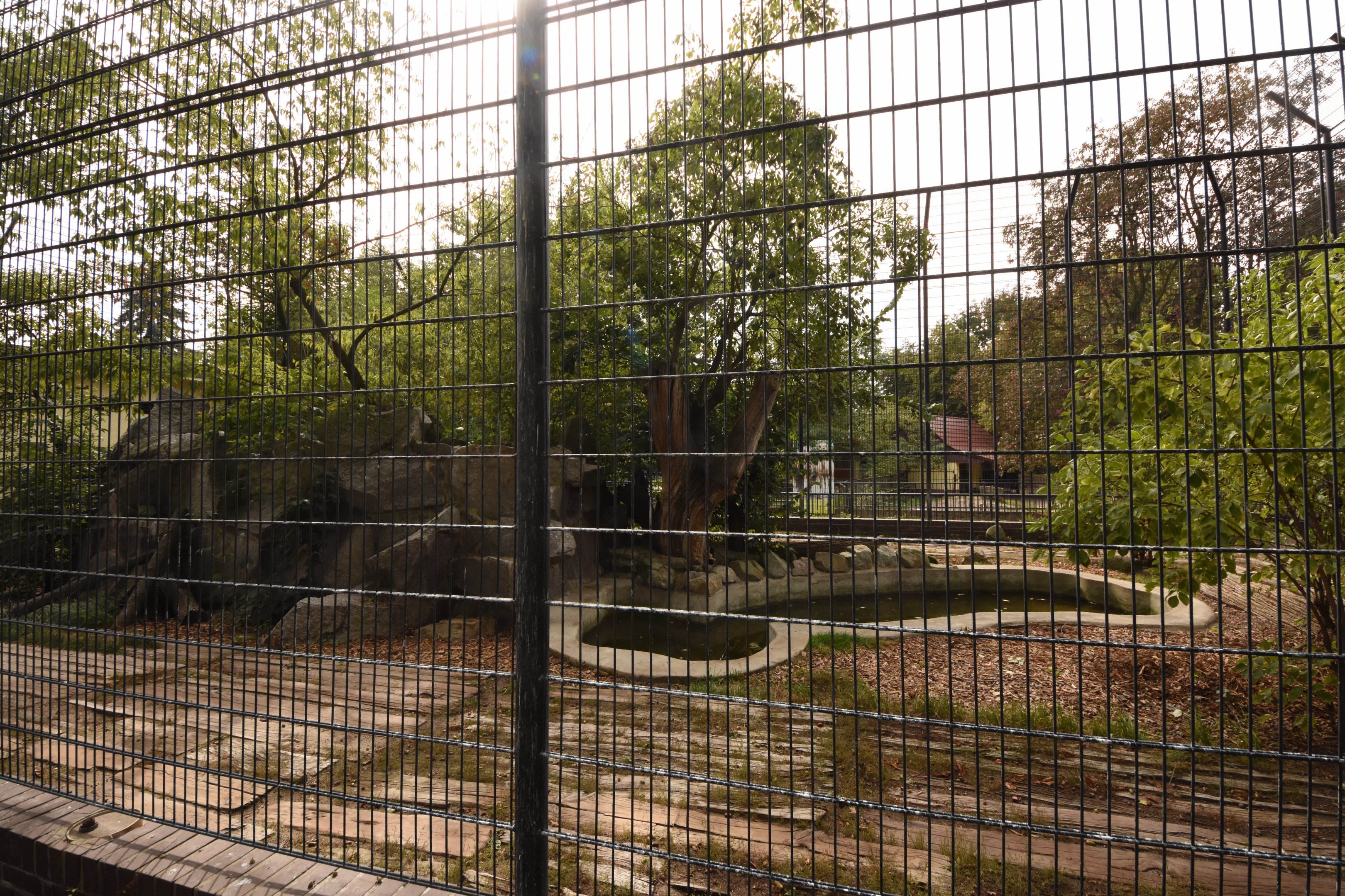 Siberian tiger enclosure