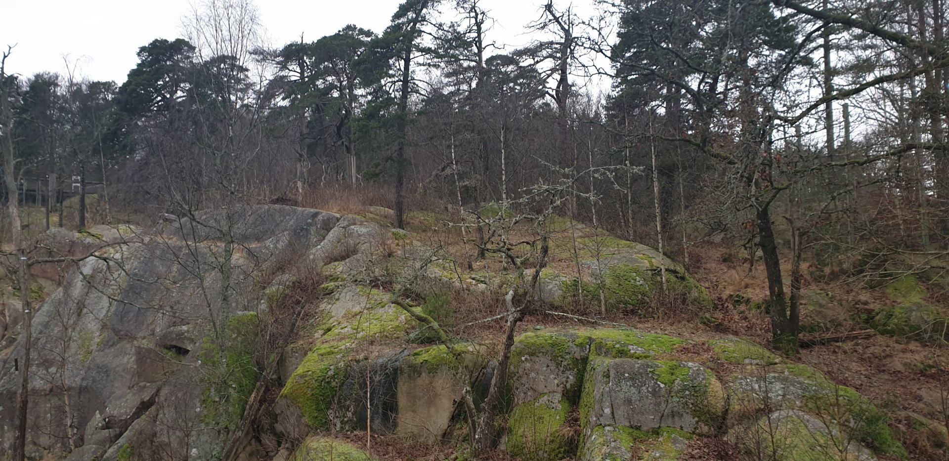 Siberian tiger enclosure