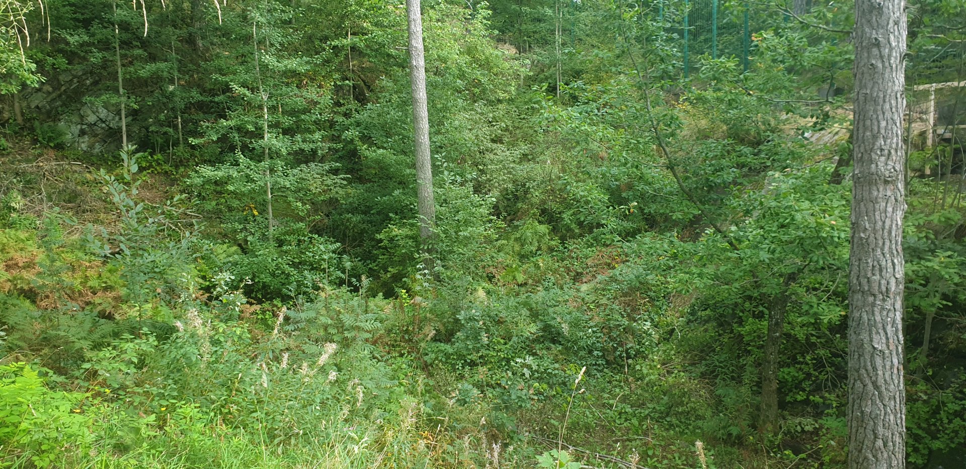 Siberian Tiger enclosure
