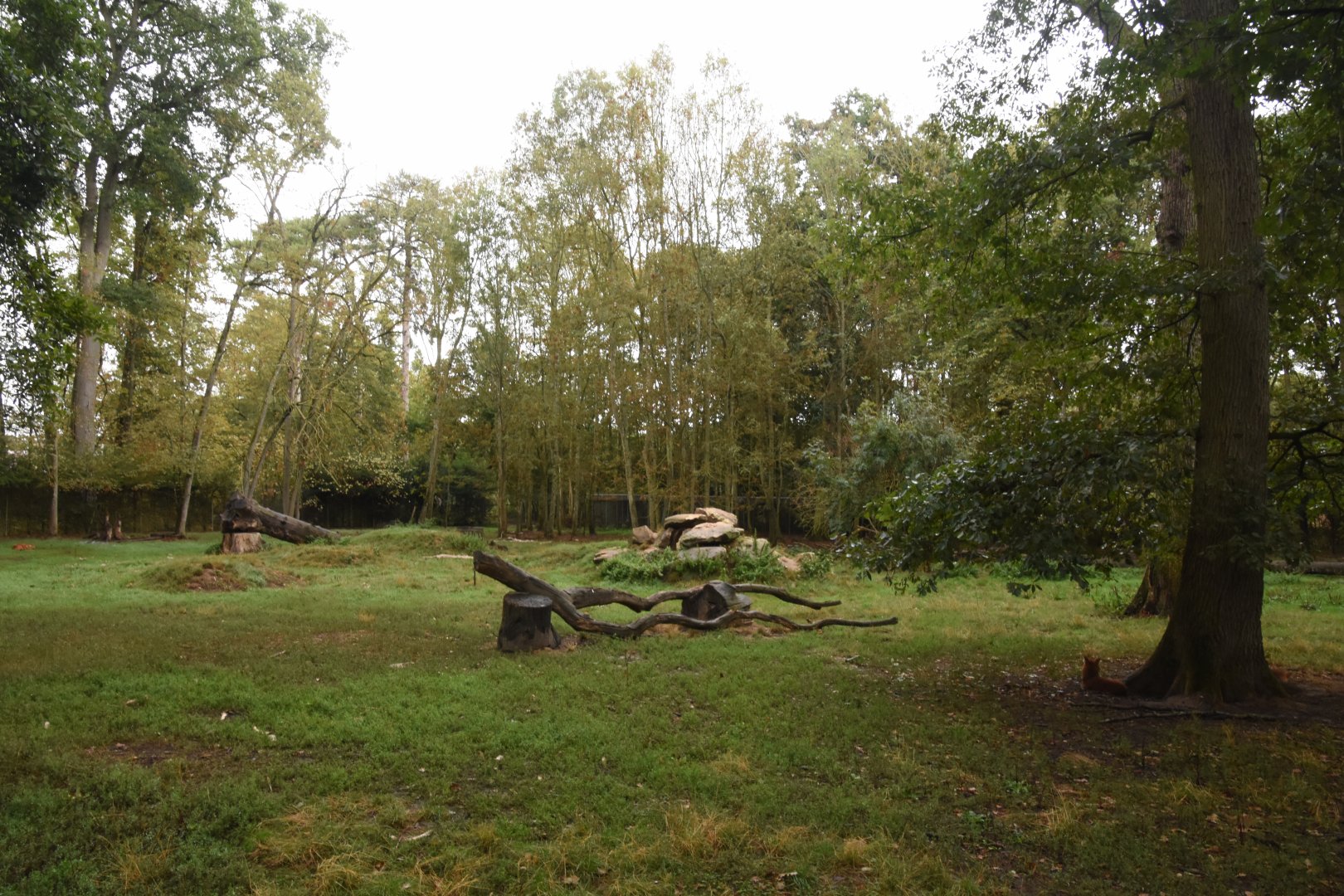 Siberian Tiger enclosure